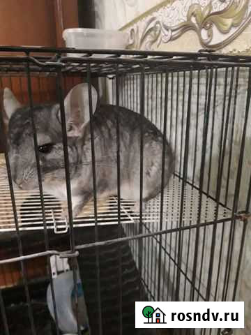 Шиншилла Калуга - изображение 1