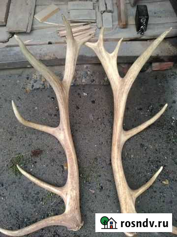 Рога Алтайского оленя, Марала. Сброшенные Бийск - изображение 1