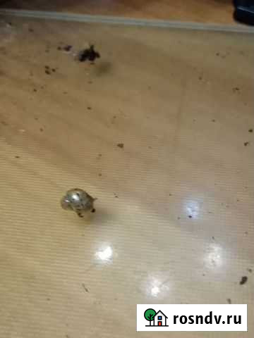 Улитки ахатины Иркутск - изображение 1