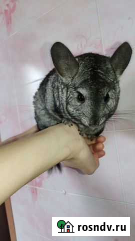 Шиншилла + Клетка + Колесо Ольховатка - изображение 1