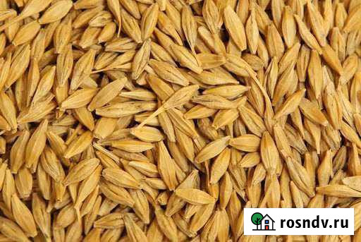 Продам ячмень Камышин - изображение 1