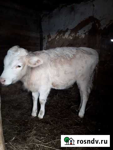 Теленок Раевский - изображение 1