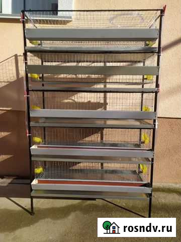 Клетка для откорма перепелов Симферополь - изображение 1