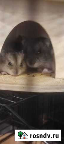 Джунгарский хомяк Белово - изображение 1