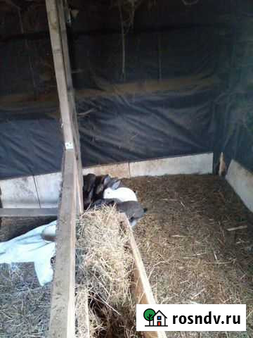 Продам кроликов Кемерово - изображение 1