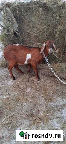 Коза чехо-зааненка, молодая козлятина- мясо Иркутск - изображение 1