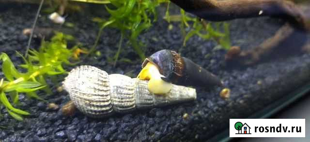 Улитки тиломелания Мытищи - изображение 1