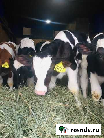 Телята Бычки Тёлки Тбилисская - изображение 1