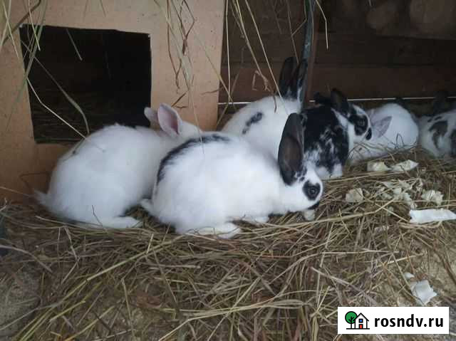 Кролики мясных пород Тюмень - изображение 1