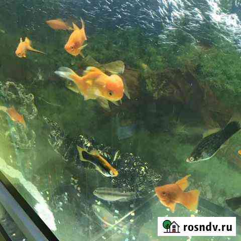 Аквариумные и прудовые рыбы Анапа