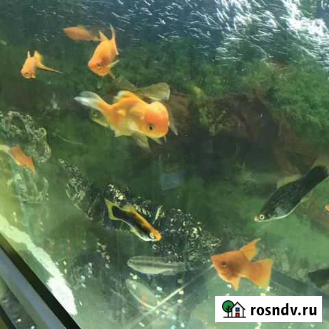 Аквариумные и прудовые рыбы Анапа - изображение 1