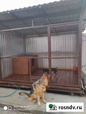 Передержка собак,кошек, дрессировка собак Брянск - изображение 1