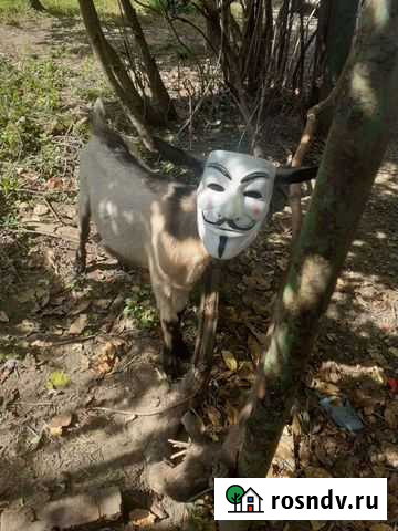 Козел на покрытие Дмитриевская - изображение 1