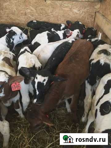 Телята - бычки Ступино - изображение 1