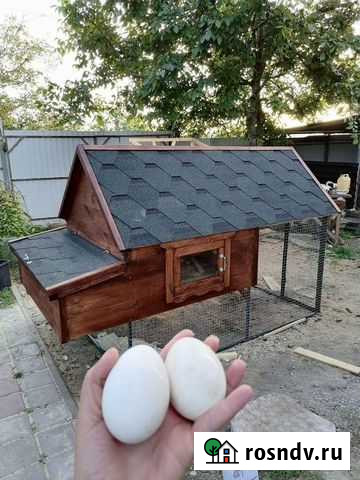 Курятник для курочек Цибанобалка - изображение 1