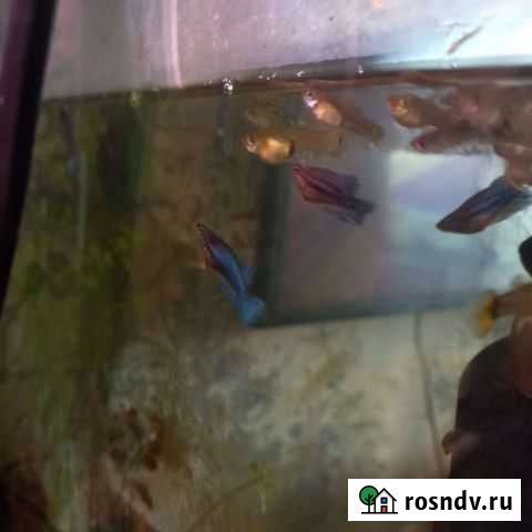 Рыбки, креветки Новокузнецк - изображение 1