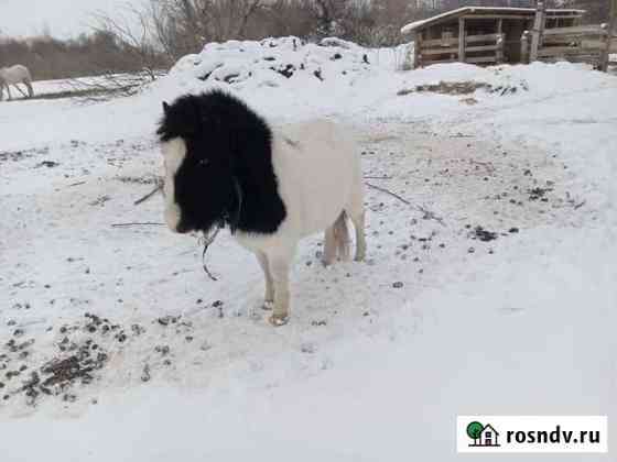 Пони Советское
