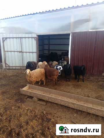 Овцы(Нубийской Породы) живым весом Тольятти - изображение 1