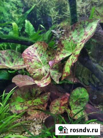 Растения Вязники - изображение 1