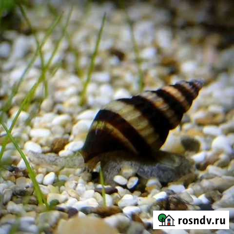 Улитка хелена Верхняя Пышма - изображение 1