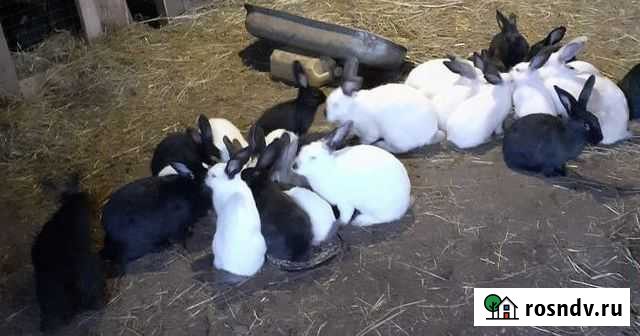 Кролики разный возраст Чернушка - изображение 1