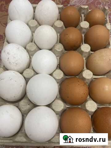 Яйца куриное Тюмень - изображение 1