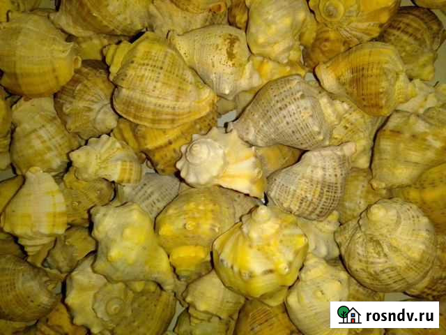 Ракушки: рапаны и скафарки Тюмень - изображение 1