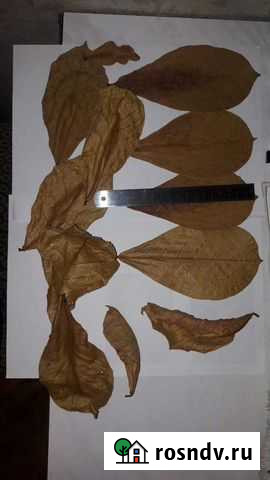 Кетапанг для аквариума Люберцы - изображение 1