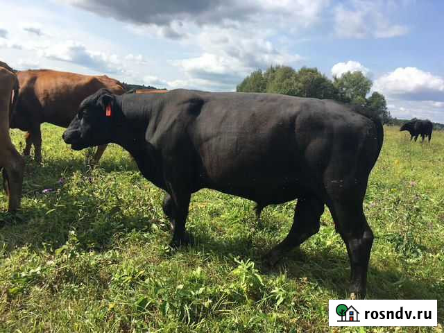 Абердин Ангус Коровы стельные, 1 и 2 отел Александров - изображение 1