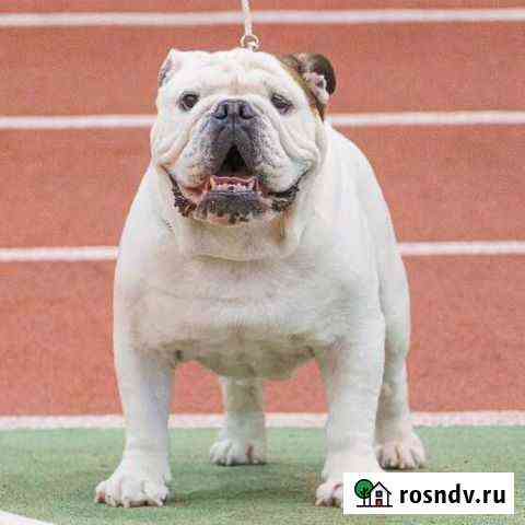 Английский бульдог. Вязка с чемпионом Ухта
