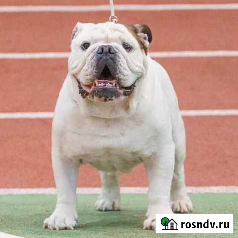 Английский бульдог. Вязка с чемпионом Ухта - изображение 1