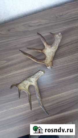 Рога Абакан - изображение 1