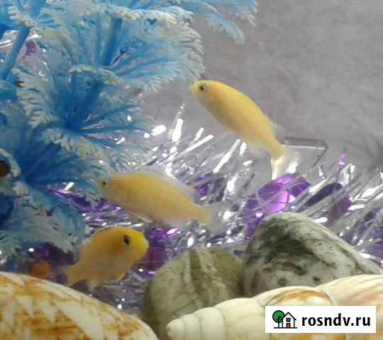 Цихлида Еллоу или цихлида Колибри Семикаракорск - изображение 1