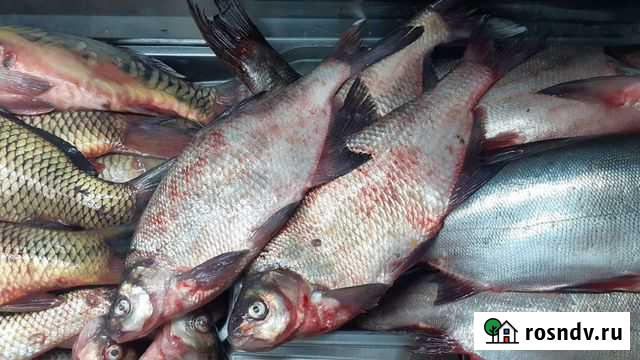 Рыба свежая. Лещ охлажденный Электросталь - изображение 1