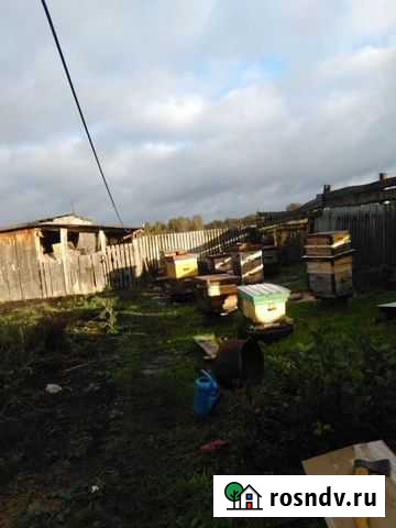 Продам пчелосемьи Колывань - изображение 1