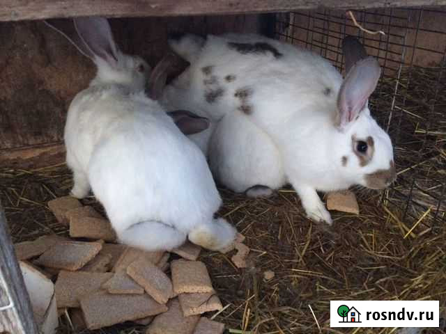 Кролчихи Великий Новгород - изображение 1