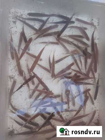 Живец плотва Сыктывкар - изображение 1