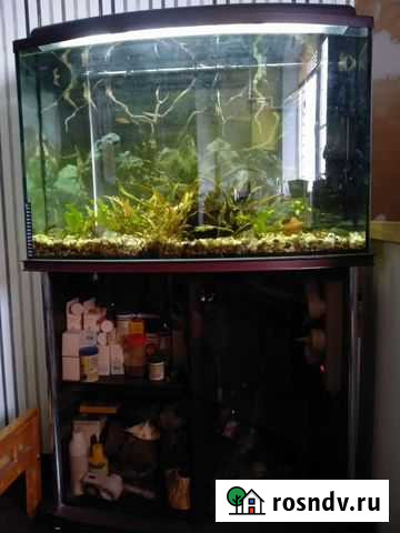 Аквариум Кострома - изображение 1