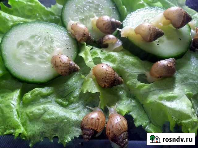 Улитки Ахатины фулика Нижний Новгород - изображение 1