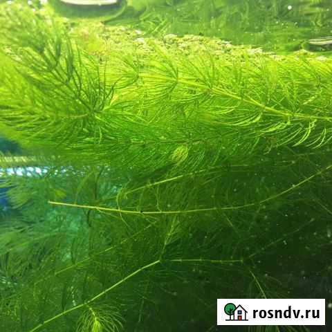 Растения и рыбки Семикаракорск - изображение 1