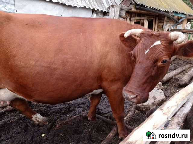 Корова дойная Архангельское - изображение 1