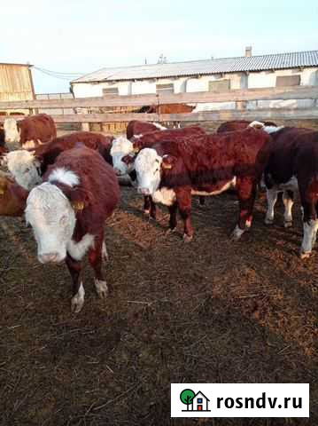 Телки Оренбург - изображение 1