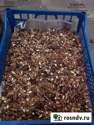 Орех грецкий Армавир - изображение 1