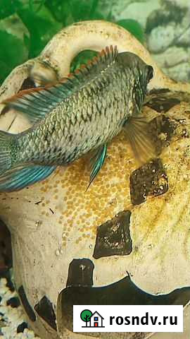 Нанакара Киров - изображение 1