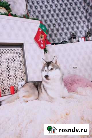 Хаски для фотосессии Магнитогорск - изображение 1