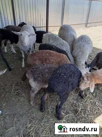 Молодая баранина Ленинградская - изображение 1