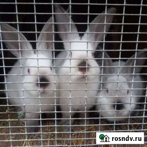 Кролики калифорнийской породы Зарайск - изображение 1