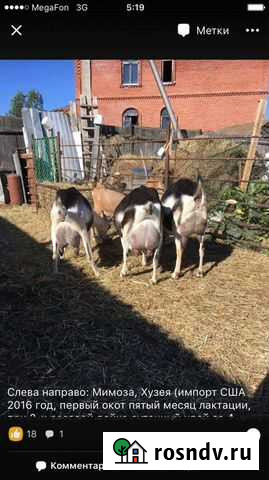 Козочки и козлики альпийской породы Красноярск - изображение 1