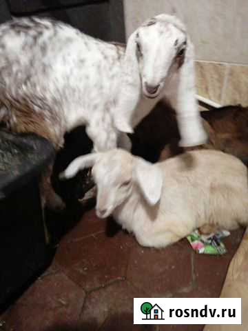 Козёл, козлята камори Сальск - изображение 1