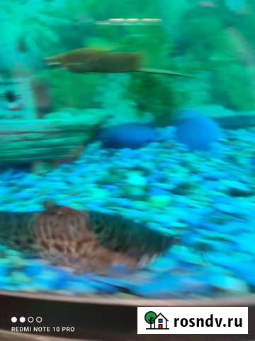 Рыба Нижнекамск - изображение 1